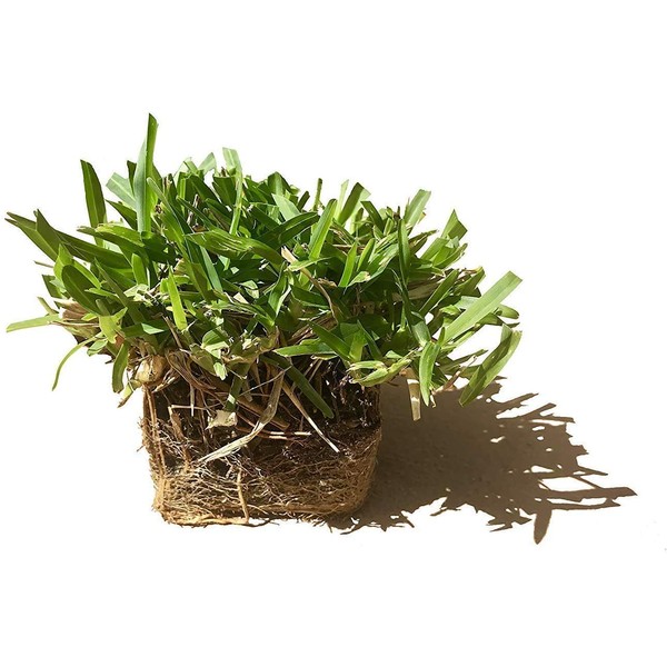St. Augustine 'Seville' Sod - 54 Live Plugs - Drought,