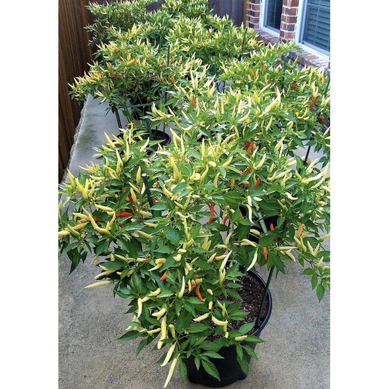 Home-Growth Hot- Crunchy White Eagle Claw Chili Pepper - 30