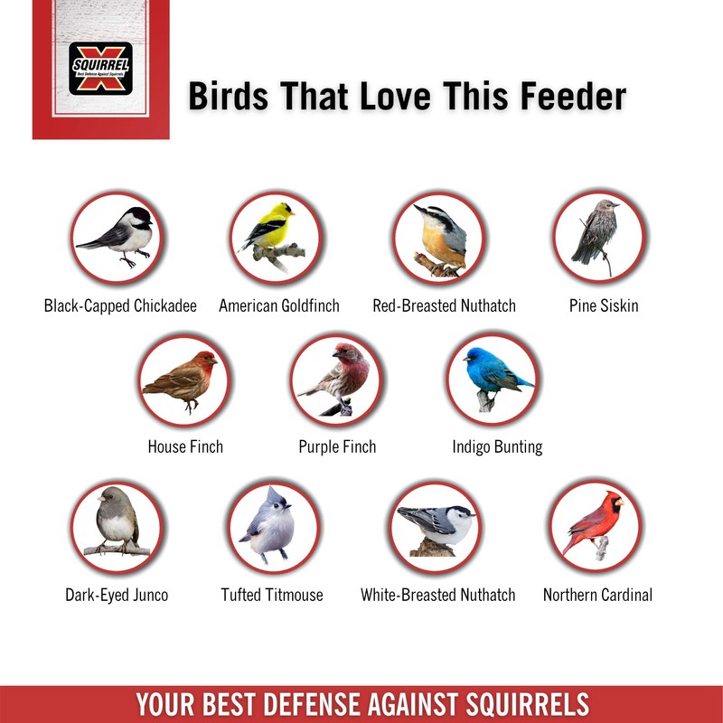 More Birds 100534168 X-5 Squirrel-X5 Feeder, 3-Lb Capacity, Brown