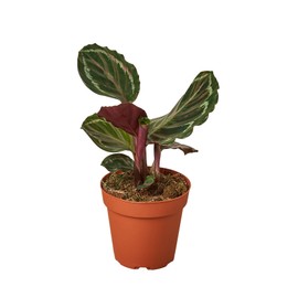 House Plant Shop | Calathea 'Medallion' - 4" Pot | Live Indoor Plant | Easy to Care | Natural Décor Plant | Great Gifts| Free Care Guide