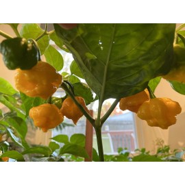 JS Brand (20) Scotch Brain Bonnet Seeds Super Hot Pepper
