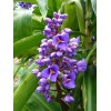 Hawaiian Blue (polu) Dichorisandra Thyrsiflora Ginger Plant Roots 2 Pack