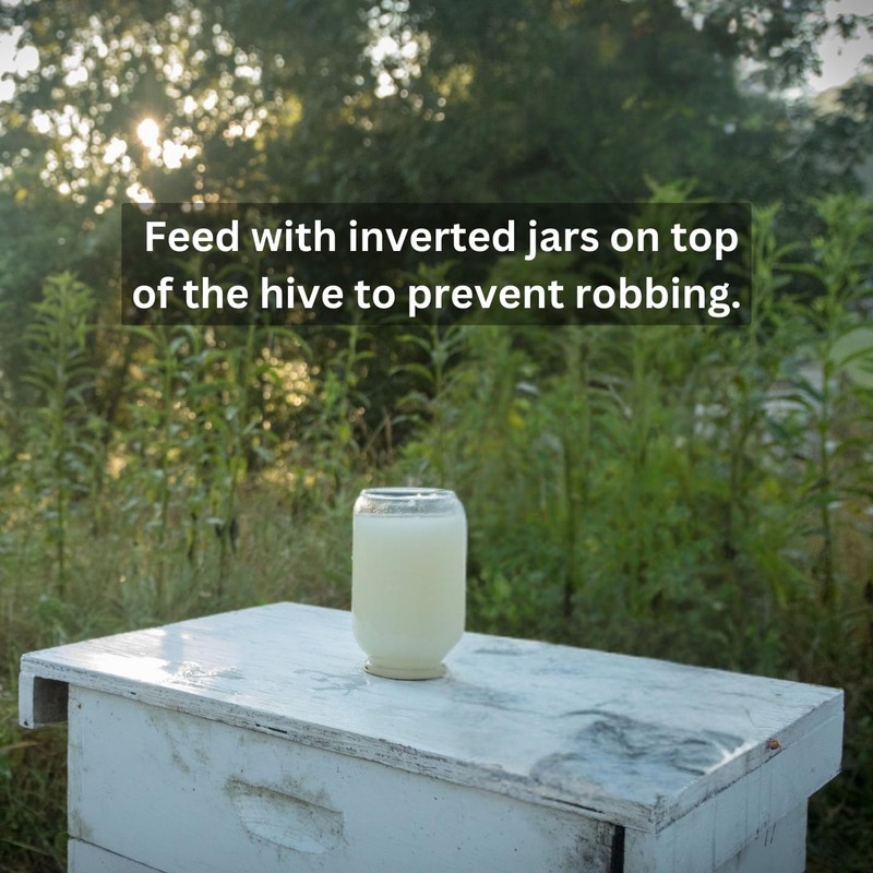 Honey B Healthy Plus 16 oz. Bottle, Feeding Stimulant with