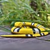 SWAXIGON Snake - Realistic Fake Rubber Snake Toy - Small