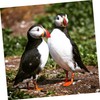 Hohopeti Pigeons Leg Rings 100 Pack Plastic Clip Rings for