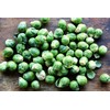 22Day Seeds: Seeds Brussels Sprouts Long Island/Green Cabbage/Non GMO/Heirloom