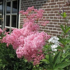 CZ Grain 15 Rare Queen of The Prairie Seeds to Grow Filipendula rubra Made in USA