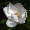 Southern Magnolia | Medium Tree Seedling | The Jonsteen Company