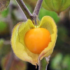 TomorrowSeeds - Hawaiian Giant Poha Berry Seeds - 600+ Count - for 2025 Planting Physalis Peruviana Goldenberry Peruvian Ground Cherry Cape Gooseberry Pichuberry Inca Tomatillo Fruit Grow Your Own
