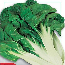 Italian Heirloom Swiss Chard - Verde A Costa Bianca