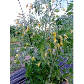 J&L Gardens Myrium - prolific cherry tomato with a beautiful name