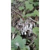 Monotropa Uniflora Indian Pipe Ghost Tincture Gluten Free Flower In
