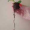Plant Starter Pellets 36mm x 20 Made With Coco Coir