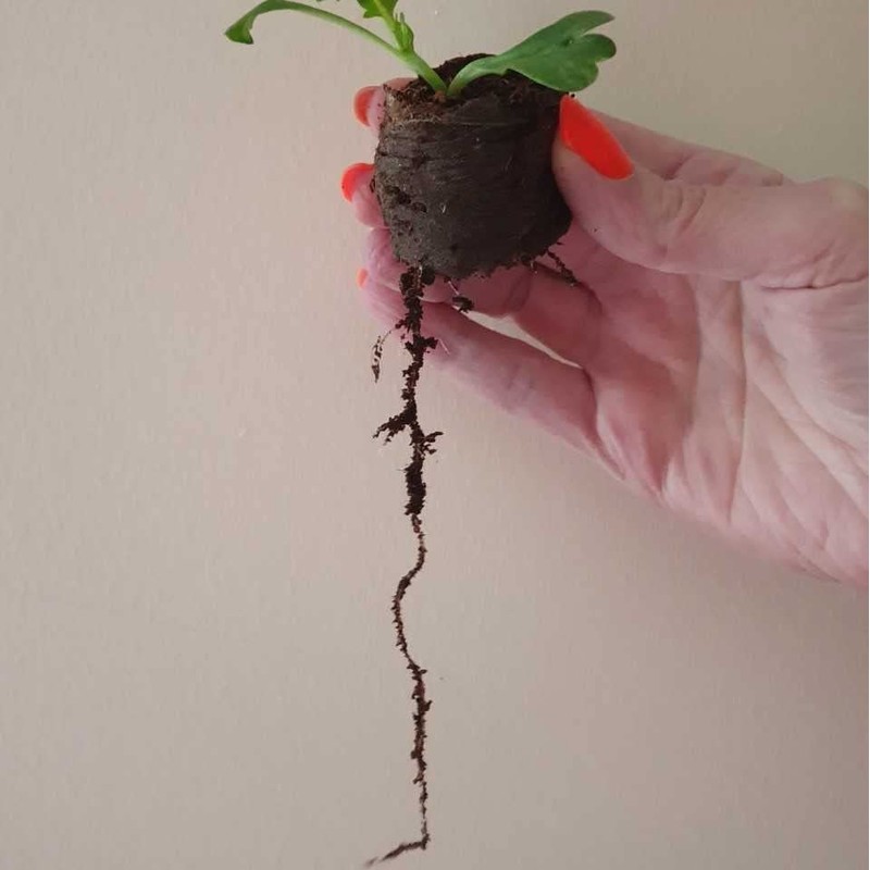 Plant Starter Pellets 36mm x 20 Made With Coco Coir