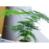 20PCS Asparagus Plumosus Nanus Seeds Terrarium Plant Asparagus Fern Seeds