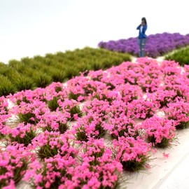 314 Pcs Nylon Miniature Grass Tufts, Mixed Pink & Purple Flower Tufts, Diorama Landscape Accessories for Railway, Wargame & Architectural Miniatures, 14+ (314 Flower and Grass Clusters)