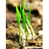 Wild Garlic Ramsons Buckrams Wild Onion 40 Non-GMO Seeds for