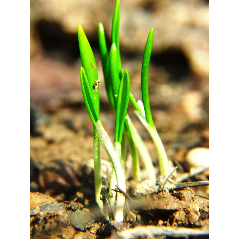 Wild Garlic Ramsons Buckrams Wild Onion 40 Non-GMO Seeds for