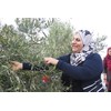SINDYANNA OF GALILEE Organic Extra Virgin Olive Oil, Cold Pressed