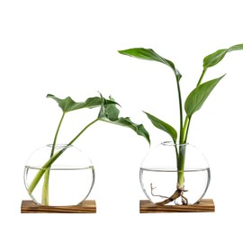 CHPINDAM Propagation Vases for Plants - Glass Terrarium Planter with Wooden Stand, Small Desktop Oblate Hydroponic Propagation Vases for Modern Home & Office Decor (2)