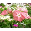 TomorrowSeeds - Phlox of Sheep Pastel Mix Phlox Seeds -
