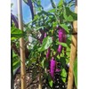 30 Semillas Chile Cayenne Purpura Huerto Urbano Mx