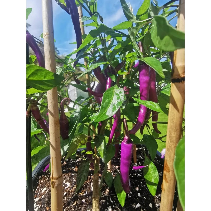 30 Semillas Chile Cayenne Purpura Huerto Urbano Mx