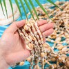 Ecation Hawaii Shell Luau Leis Bulk Sea Shell Leis Natural