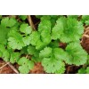Leisure Splits Cilantro Seeds | Organic | NON-GMO | Heirloom