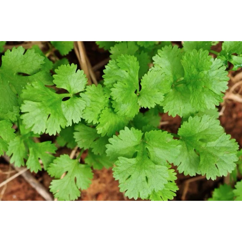 Leisure Splits Cilantro Seeds | Organic | NON-GMO | Heirloom