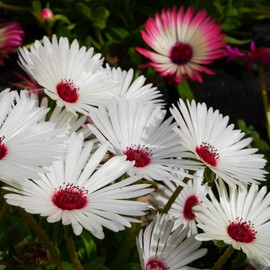 Outsidepride White Ice Plant Seeds - 5000 Seeds