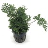 SubstrateSource Mini Bolbitis Baby Leaf - Live Aquarium Plant for