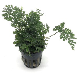 SubstrateSource Mini Bolbitis Baby Leaf - Live Aquarium Plant for Fish Tank Decorations (3 Pots)