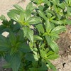 Egyptian Spinach Seeds - Molokhia - 1 Oz ~14800 Seeds