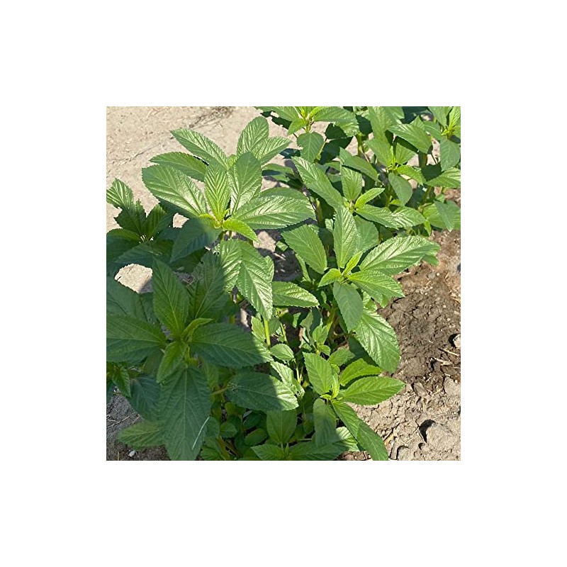 Egyptian Spinach Seeds - Molokhia - 1 Oz ~14800 Seeds
