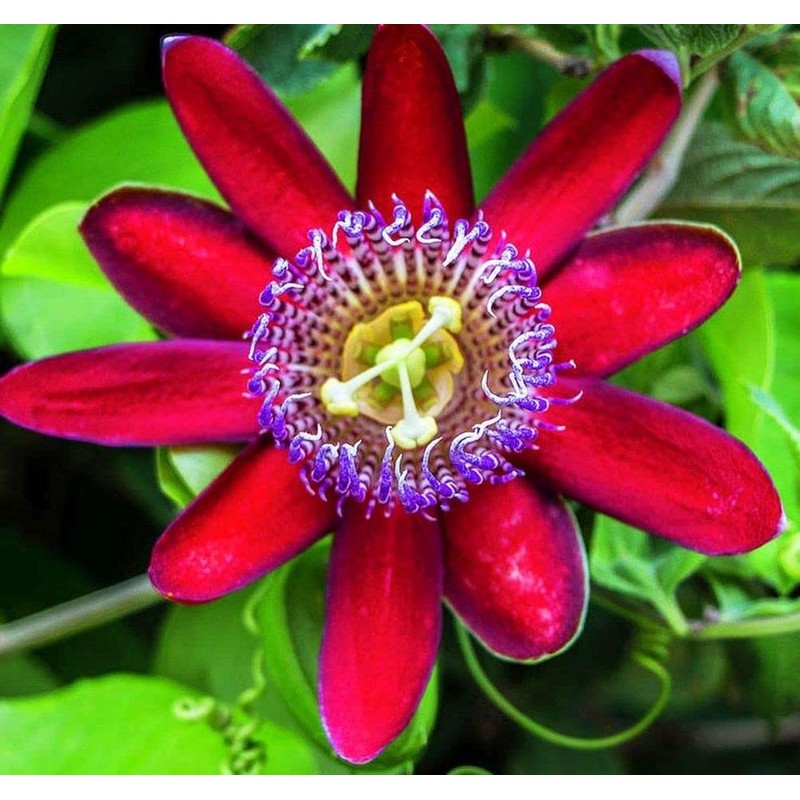 Passionfruit Mix£¨50+£©Seeds Flowers Planting for Outdoor