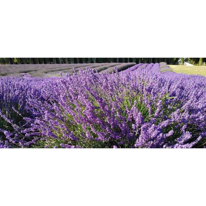 Findlavender Lavender Live Plant Royal Velvet Herb 3.5" Size Pot