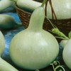 Martinhouse Bottle Gourd Seeds - 2 g Packet ~60 Seeds