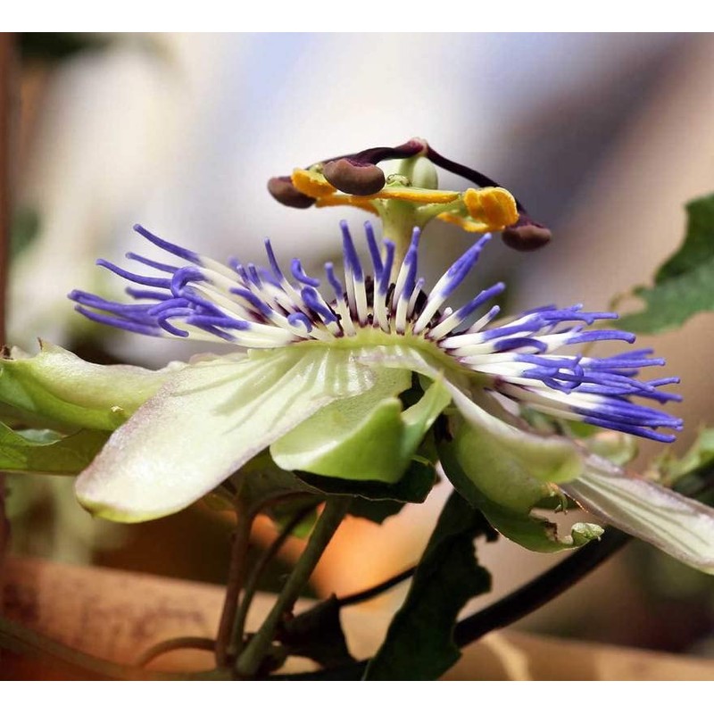 1-1000 PCS Bluecrown Passion Flower Tree Seeds Common Passiflora Caerulea