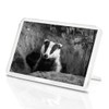 1 x Fridge Magnet - Badger Sett Wildlife Animal #36727