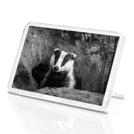 1 x Fridge Magnet - Badger Sett Wildlife Animal #36727