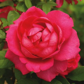 Heirloom Roses Rose Plant - My Annie Pink Rose Bush, Hybrid Tea Live Plant for Planting Outdoors