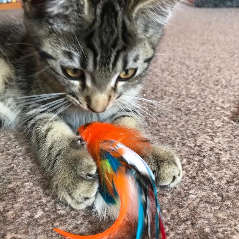 Percy Parrot bird cat toy feather teaser, feather,interactive kitty,unique,Cat Toy,Kitty,Gift