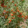 Goji Berry Plant 2 Cutting With Pot Live Plant Ready