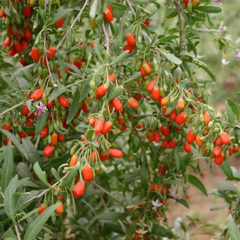 Goji Berry Plant 2 Cutting With Pot Live Plant Ready