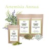 Siyah Organics Artemisia Annua Sweet Wormwood Capsules - Antioxidant, Herbal