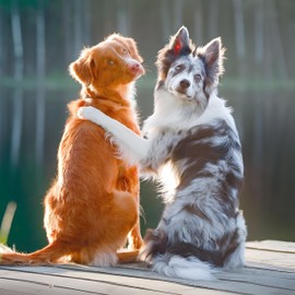 Noel Tatt Birthday/Blank RSPCA Charity Greeting Card - Blank Card for Men/Women with 'Pawsome Pals' Dog Design - General Card Suitable for Any Occasion