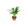 Areca Palm (Golden Cane Palm) - 6''from California Tropicals