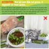Juguetes de Hierba para Gato, Comestibles Juguetes Masticables Natural para