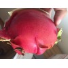 Cactus Red Dragon Fruit 2 Cutting 9-14" Hailey's Comet